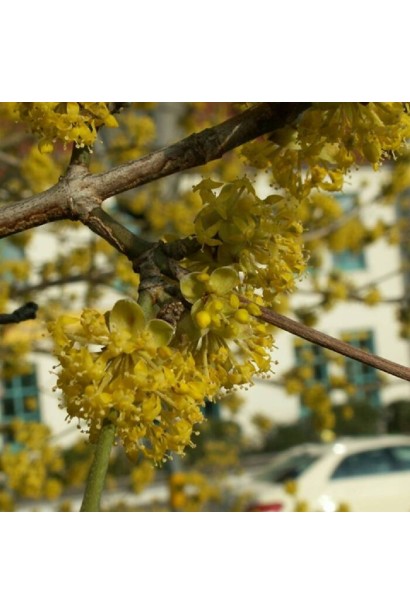 Кизил звичайний Кораловий - жовті парасолькоподібні суцвіття